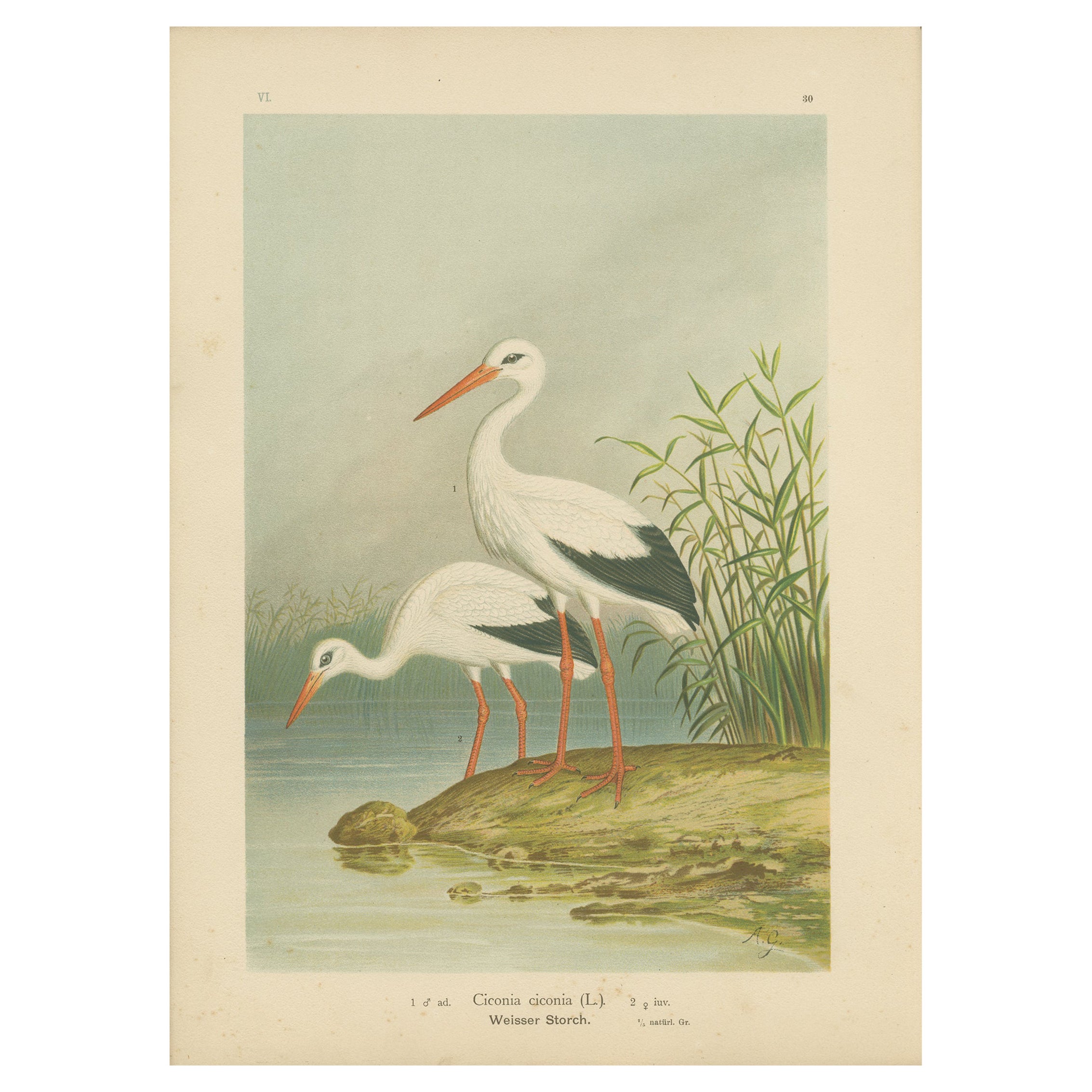 White Storks by the Water’s Edge – Elegant Antique Bird Chromolithograph c.1880