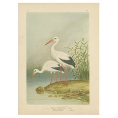 White Storks by the Water’s Edge – Elegant Antique Bird Chromolithograph c.1880