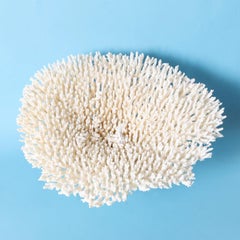 White Table Coral Specimen on Lucite