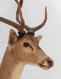 White-Tailed Deer Trophy