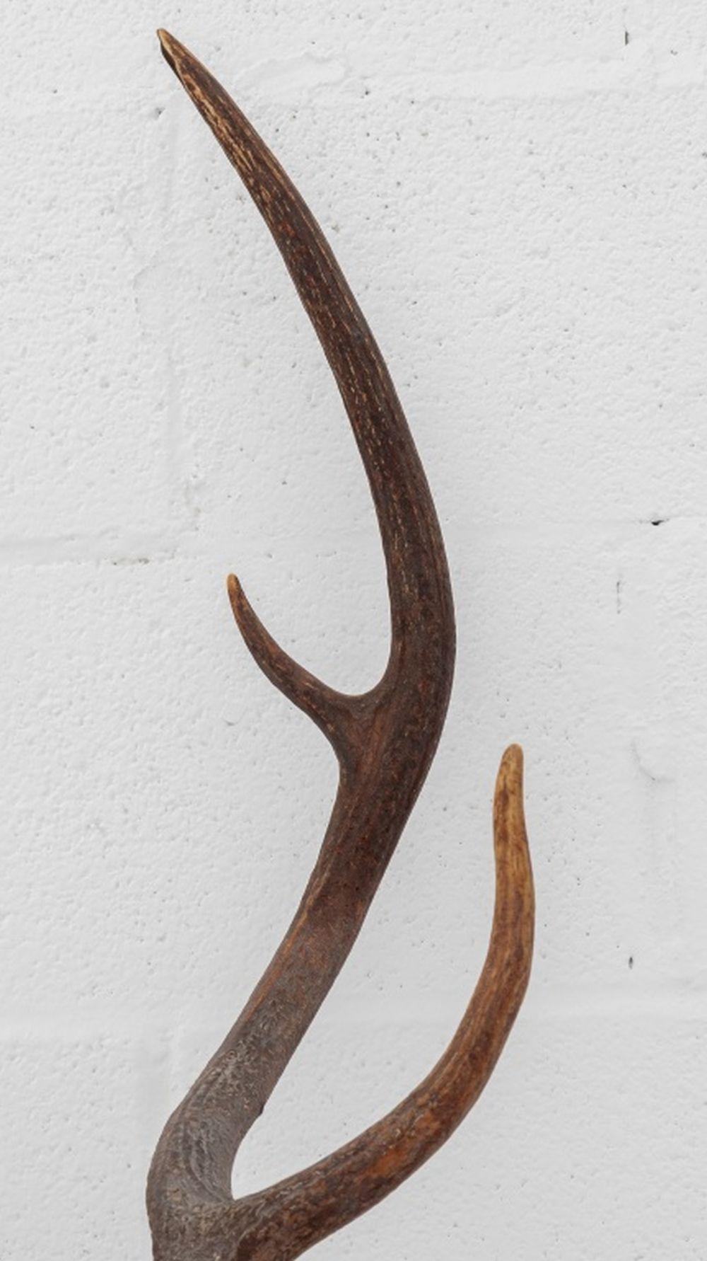 Weißwedelhirsch-Trophäe im Zustand „Gut“ im Angebot in Astoria, NY