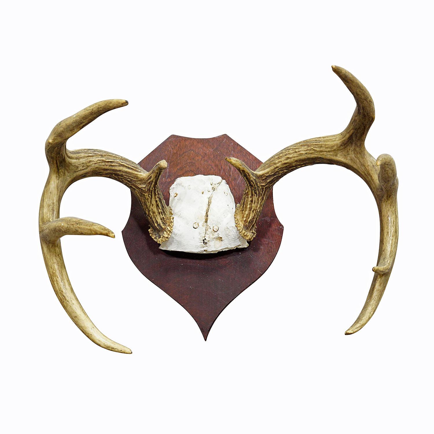 White Tailed Deer Trophy Mount on Wooden Plaque ca. 1900s

A large antique white tailed deer (Odocoileus virginianus) trophy on a wooden plaque with dark finish. The trophy was shot in the late 19th century. 

Trophies are mementos from the hunted