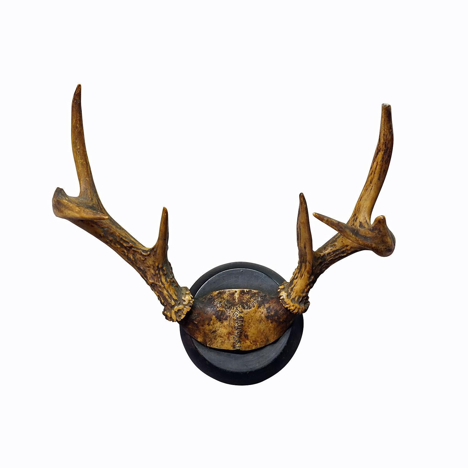 White Tailed Deer Trophy Mount on Wooden Plaque ca. 1900s

A large antique white tailed deer (Odocoileus virginianus) trophy on a wooden plaque with black finish. The trophy was shot in the late 19th century. 

Trophies are mementos from the hunted