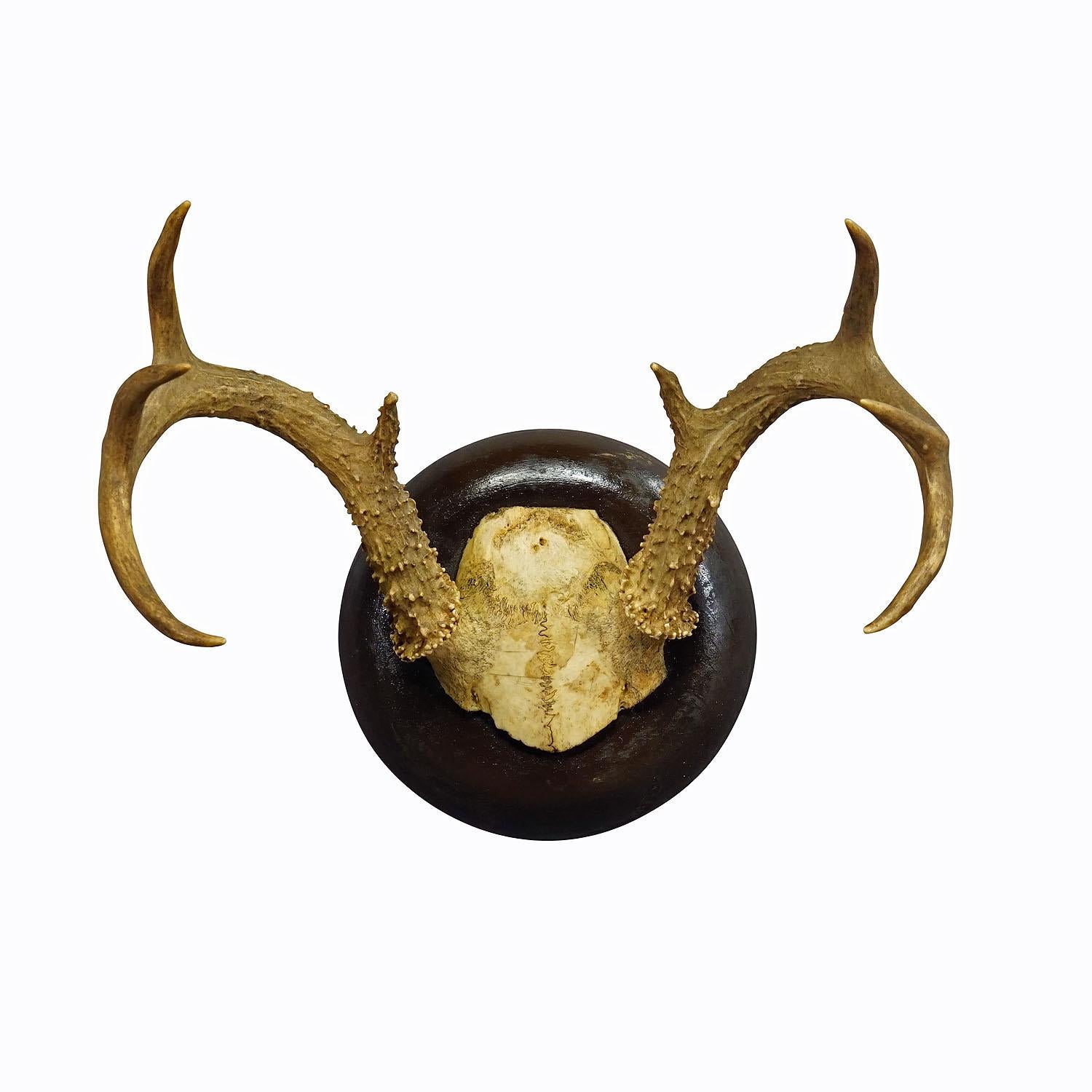 White Tailed Deer Trophy Mount on Wooden Plaque ca. 1900s
Item e6943
A lovely antique white tailed deer (Odocoileus virginianus) trophy on a wooden plaque with dark finish. The trophy was shot in the late 19th century. 

Trophies are mementos from