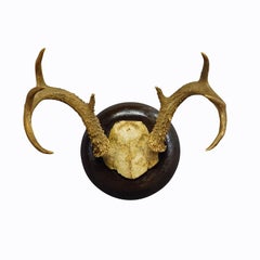 White Tailed Deer Trophy Mount on Wooden Plaque ca. 1900s