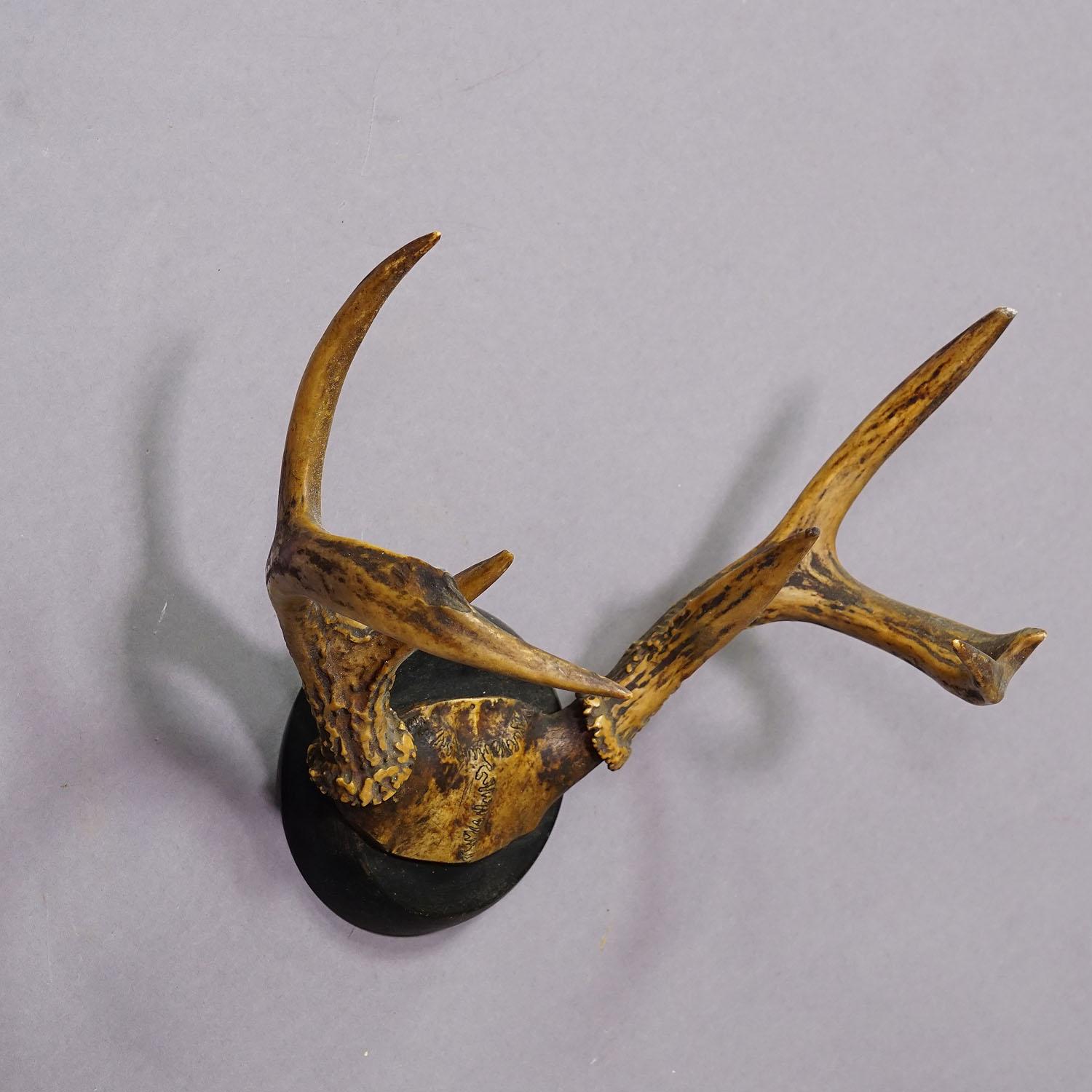 Black Forest White Tailed Deer Trophy Mount on Wooden Plaque ca. 1900s For Sale