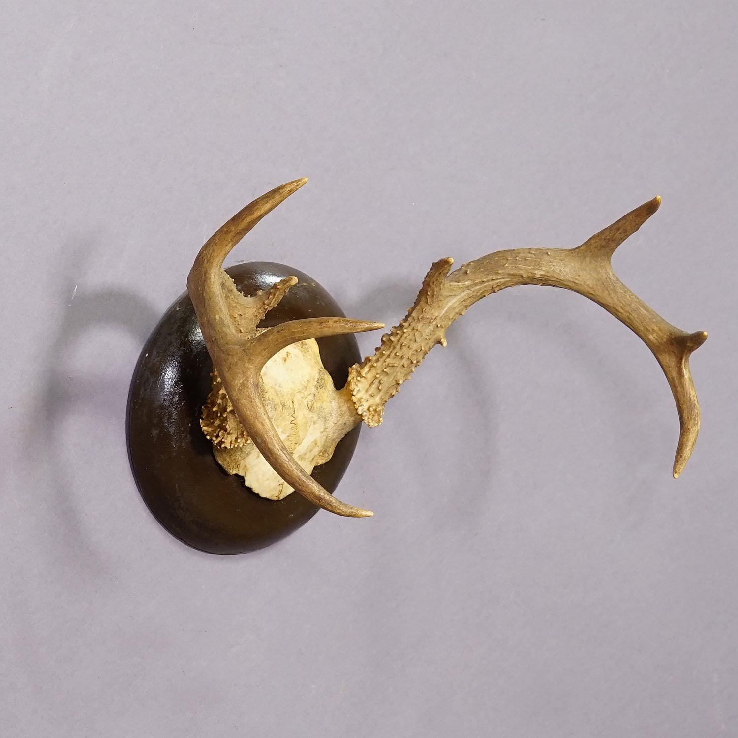 deer plaque