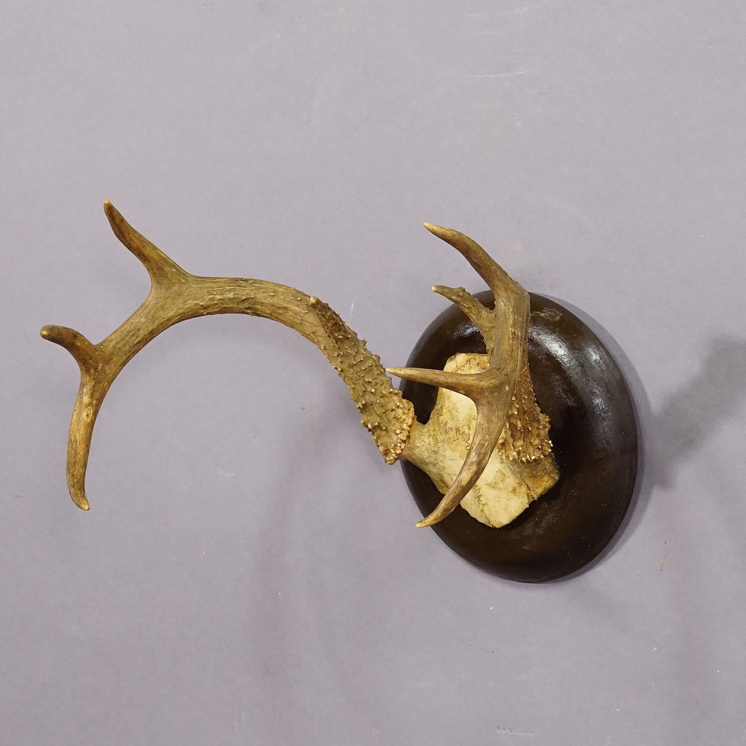German White Tailed Deer Trophy Mount on Wooden Plaque ca. 1900s