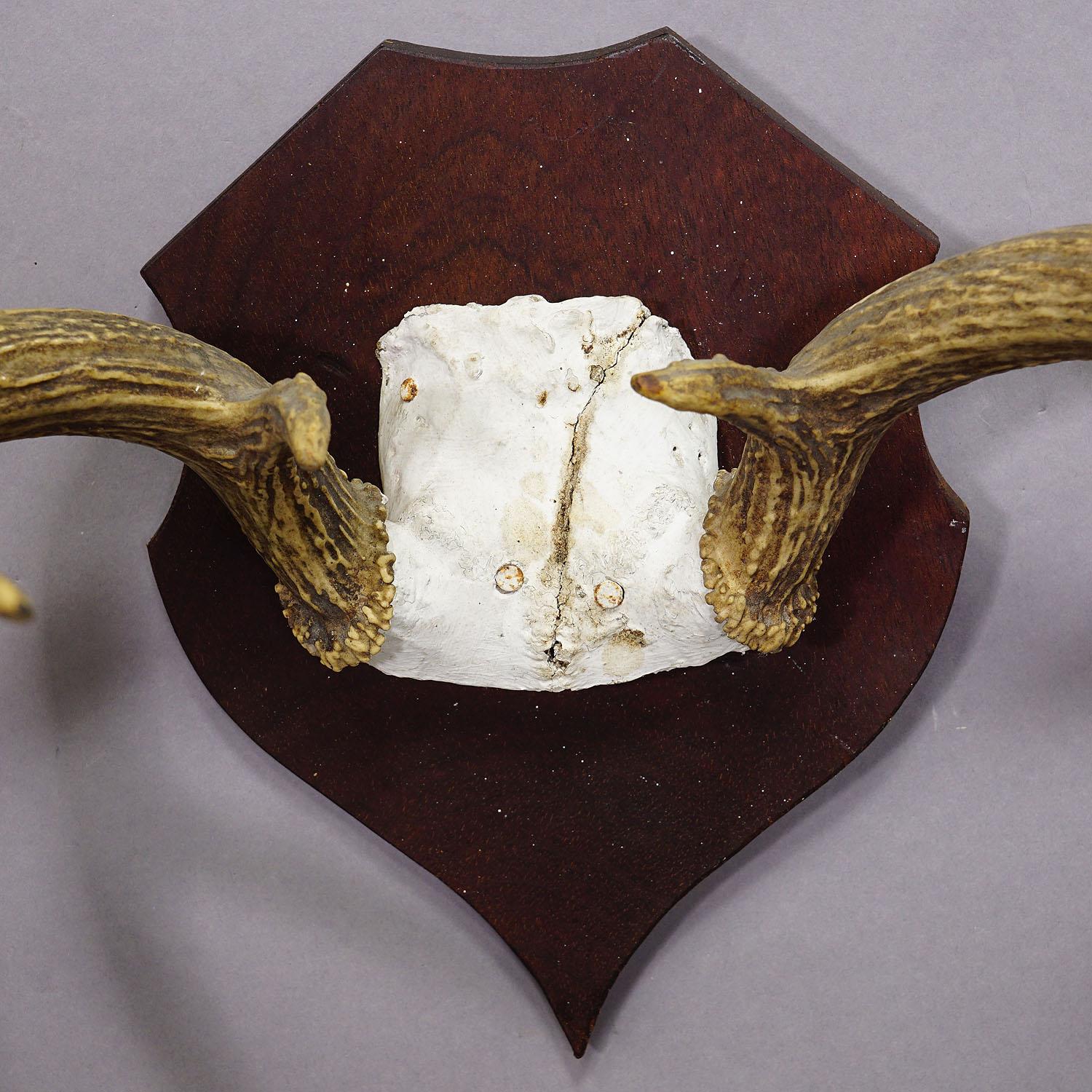 20ième siècle Trophée en forme de cerf enroulé blanc sur plaque en bois, vers 1900 en vente