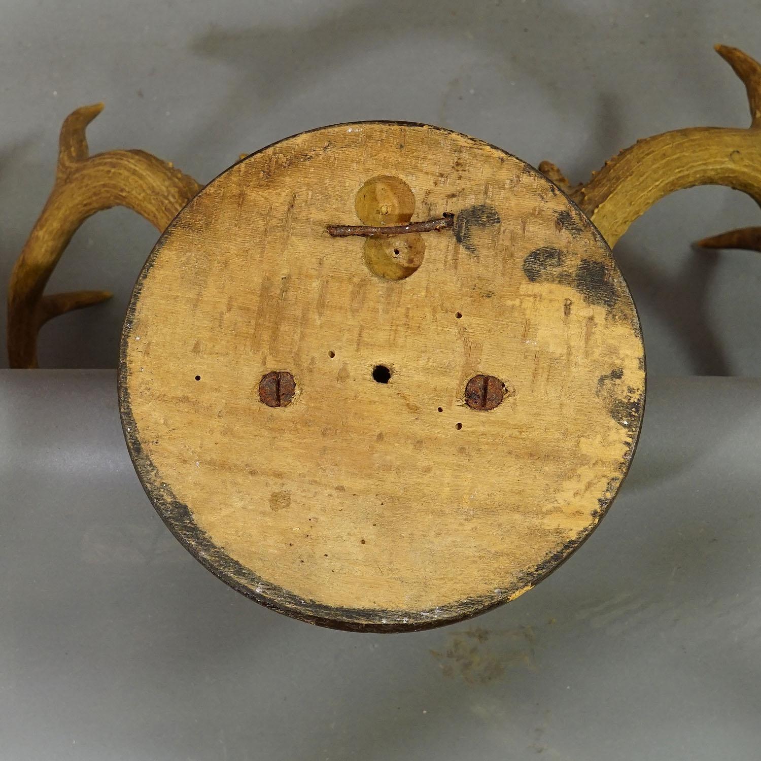 White Tailed Deer Trophy Mount on Wooden Plaque ca. 1900s In Good Condition In Berghuelen, DE
