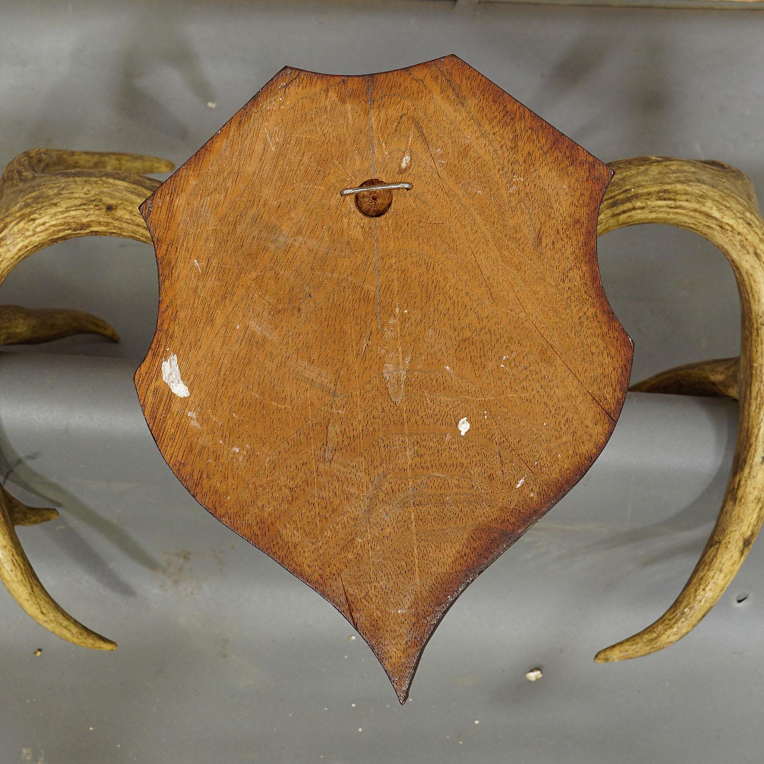 Bois cerf Trophée en forme de cerf enroulé blanc sur plaque en bois, vers 1900 en vente