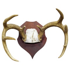 White Tailed Deer Trophy Mount on Wooden Plaque ca. 1900s