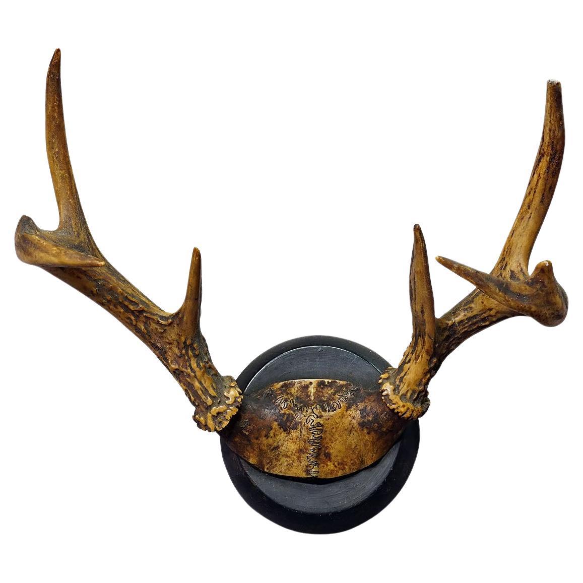 White Tailed Deer Trophy Mount on Wooden Plaque ca. 1900s For Sale