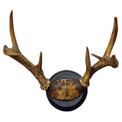 Used White Tailed Deer Trophy Mount on Wooden Plaque ca. 1900s