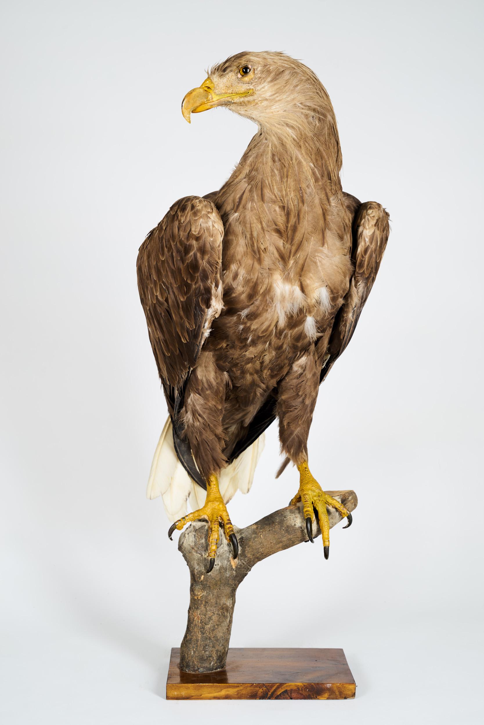 The White-Tailed Eagle (Haliaeetus albicilla) is a bird of prey that feeds itself mainly with fish, but it also hunts on birds, rabbits and hares. Sometimes the White-Tailed Eagle pirates food from other birds or otters. The body feathers of this