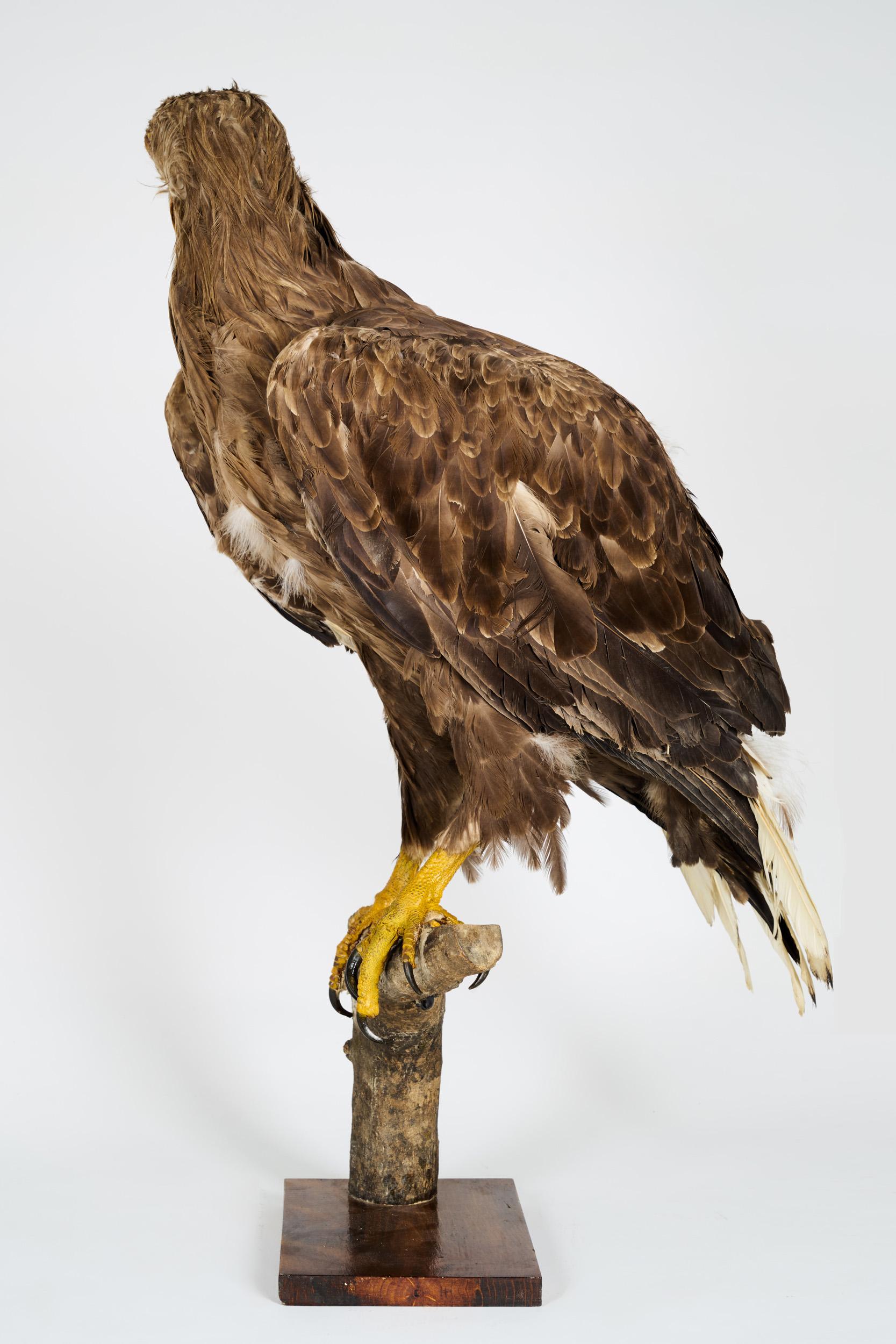 leucistic golden eagle
