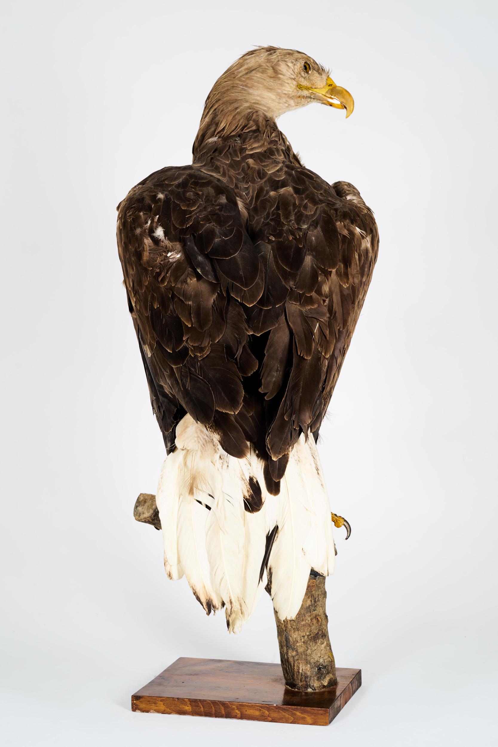 golden eagle taxidermy