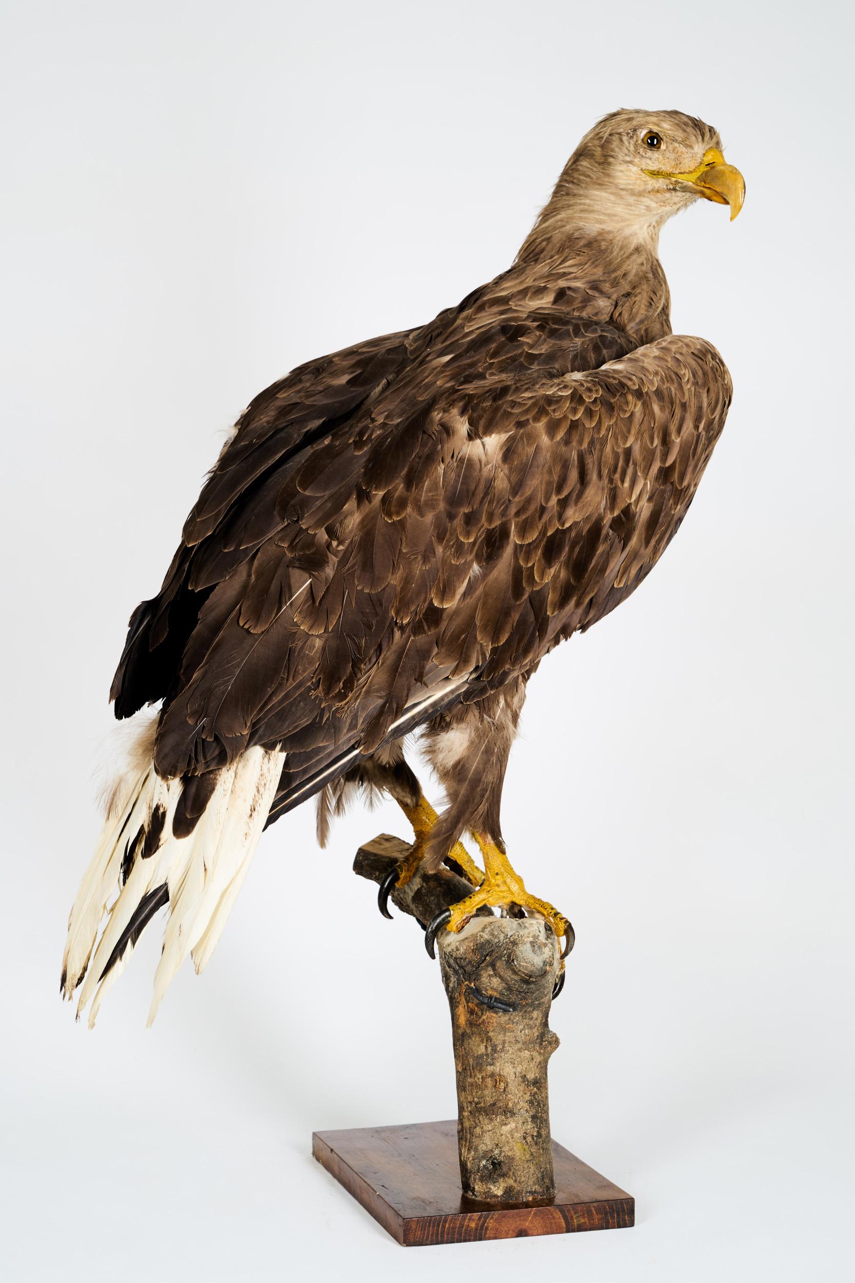 bald eagle taxidermy for sale