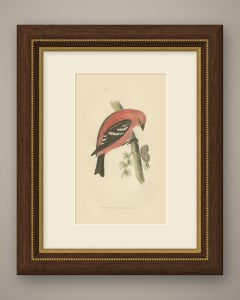 White Winged Crossbill with Larch Cones, Hand Colored Bird Print, 1896