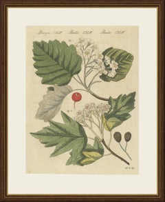 Sorbo bianco e sorbo selvatico in fiore, stampa d’epoca di Bertuch, 1815 circa