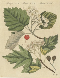 Sorbo bianco e sorbo selvatico in fiore, stampa d’epoca di Bertuch, 1815 circa