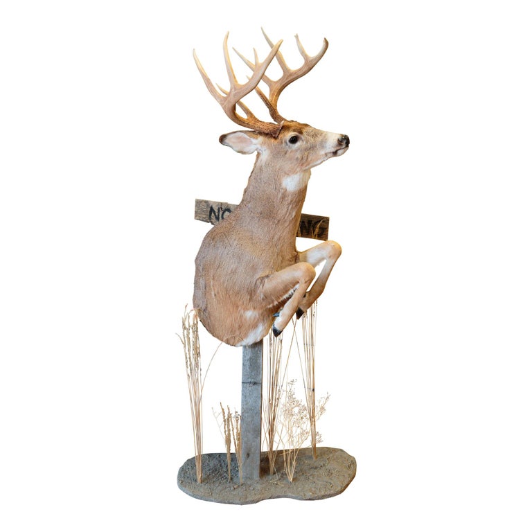 Whitetail Deer Pedestal Mount For Sale at 1stdibs