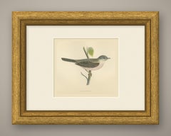 Whitethroat on a Green Stem, Hand Colored Bird Engraving by Morris, 1896
