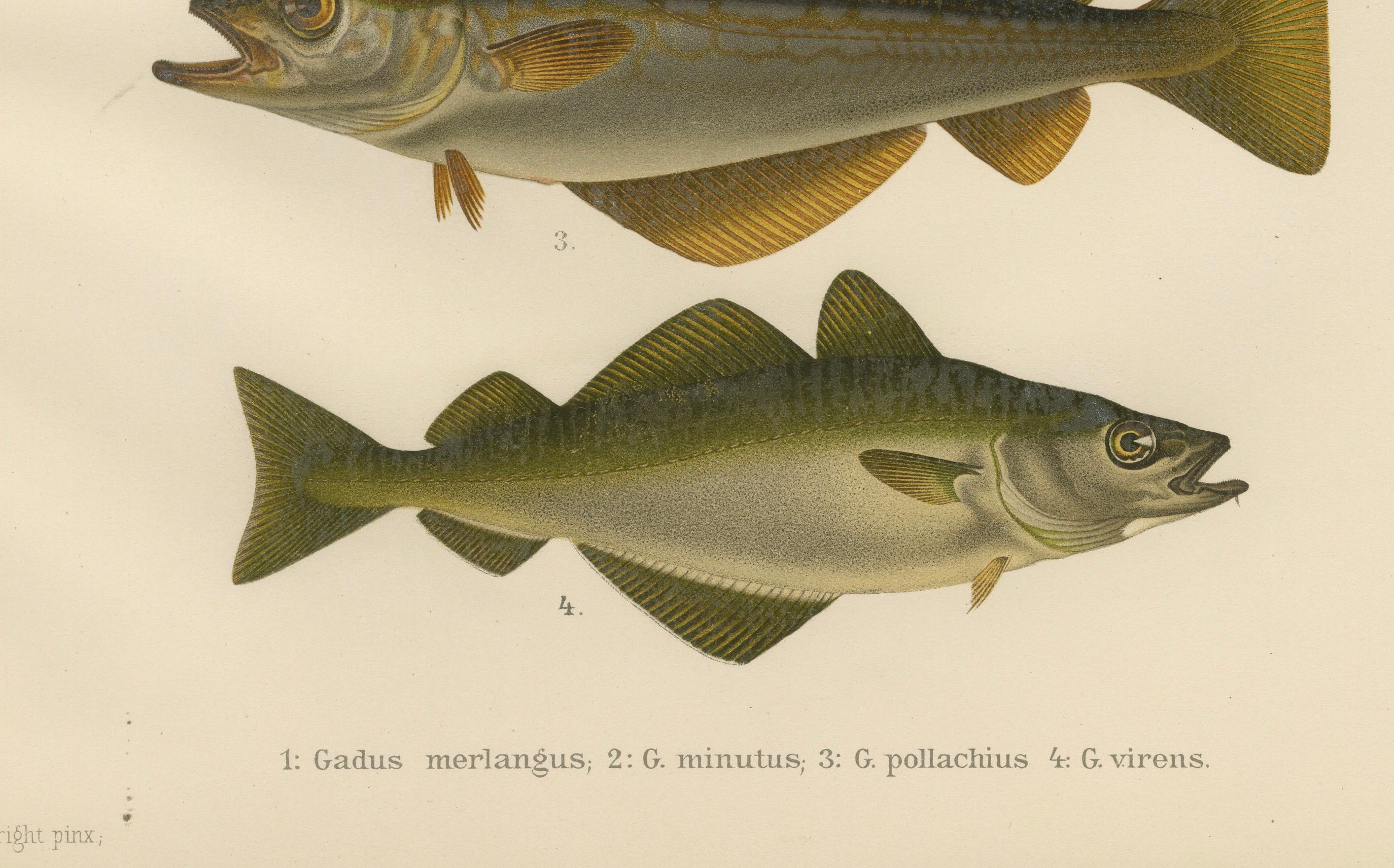 Whiting, Dorsch, Seelachs und Köhler - Fesselnde skandinavische Fischlithographie  

Diese außergewöhnliche Lithografie aus dem 19. Jahrhundert von 