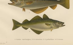 Whiting, Poor Cod, Pollack and Saithe - Captivating Fish Litho, 1895
