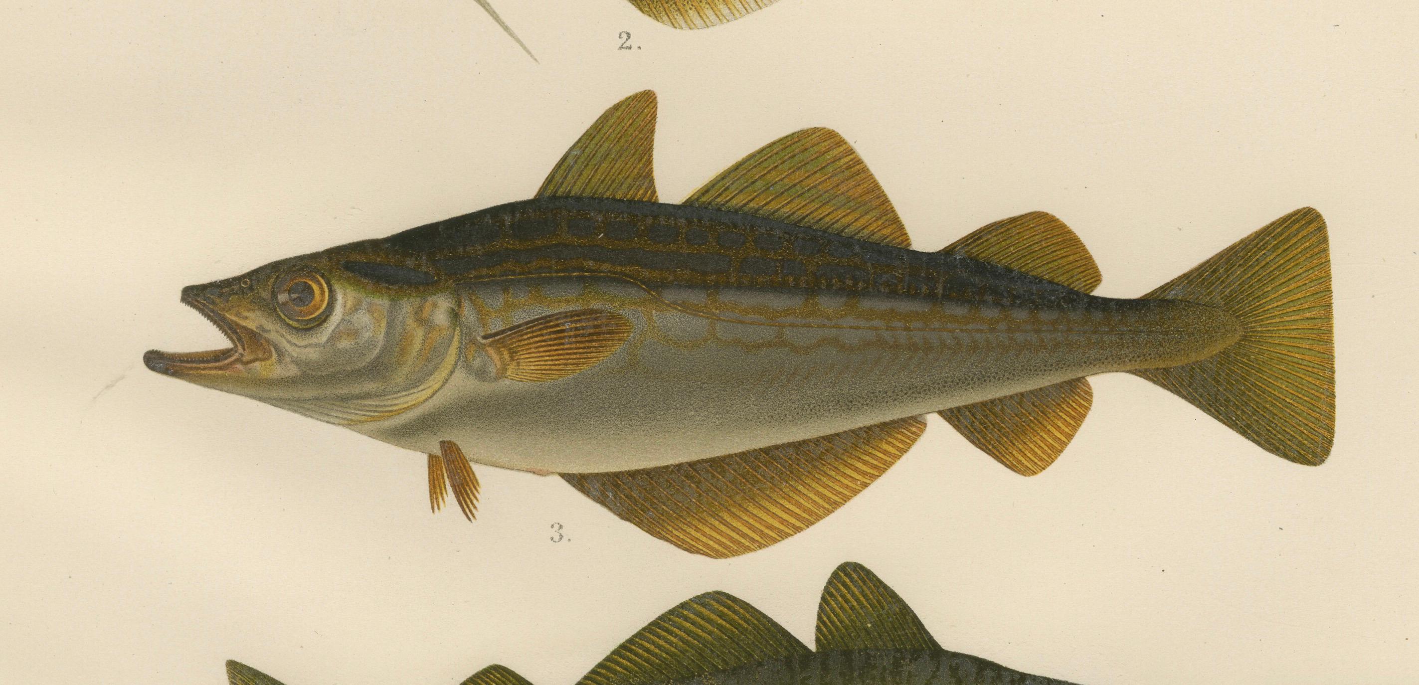Whiting, Poor Cod, Pollack und Saithe – Faszinierendes Fischlithho mit Fischmotiv, 1895 im Zustand „Gut“ im Angebot in Langweer, NL