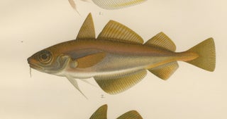 Whiting, Poor Cod, Pollack and Saithe - Captivating Fish Litho, 1895, view 4