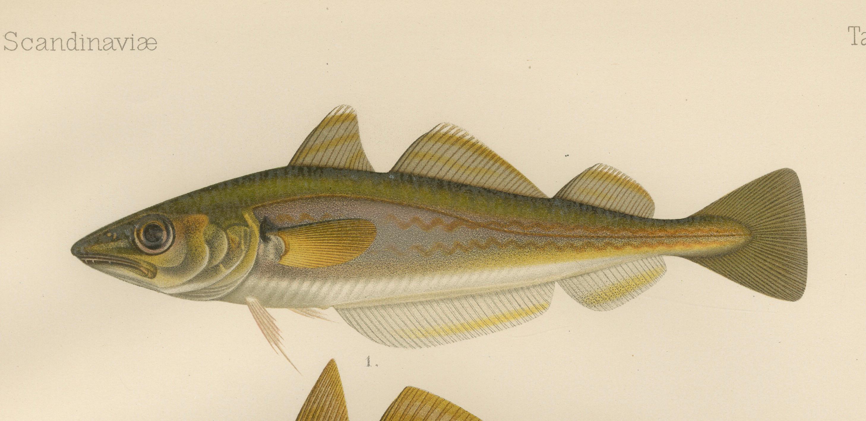 Whiting, Poor Cod, Pollack und Saithe – Faszinierendes Fischlithho mit Fischmotiv, 1895 (Papier) im Angebot