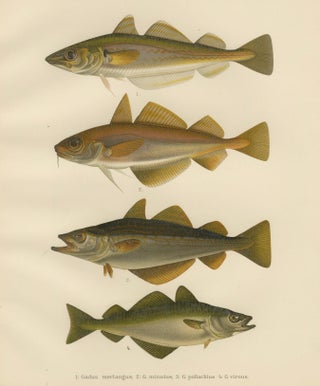 Whiting, Poor Cod, Pollack and Saithe - Captivating Fish Litho, 1895, view 6