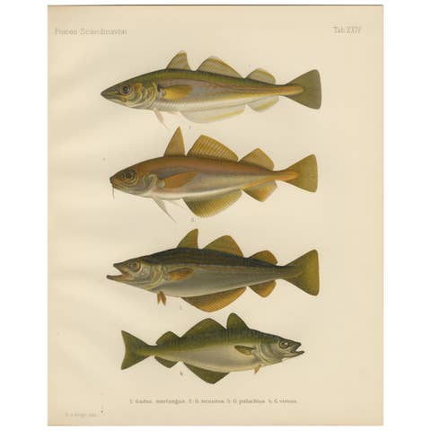 Whiting, Poor Cod, Pollack and Saithe - Captivating Fish Litho, 1895