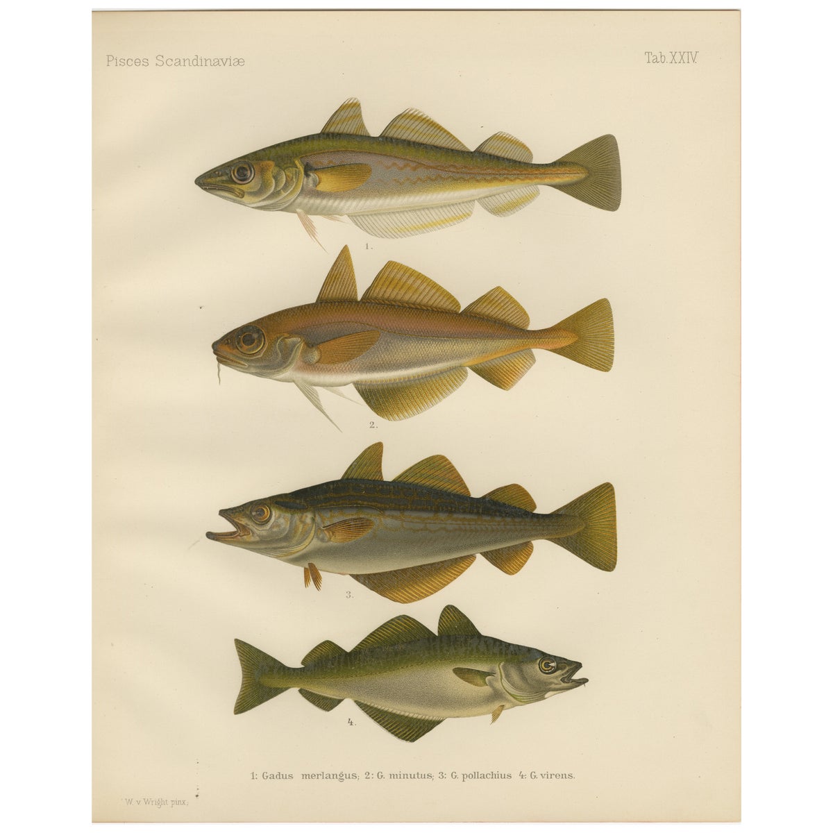 Whiting, Poor Cod, Pollack and Saithe - Captivating Fish Litho, 1895