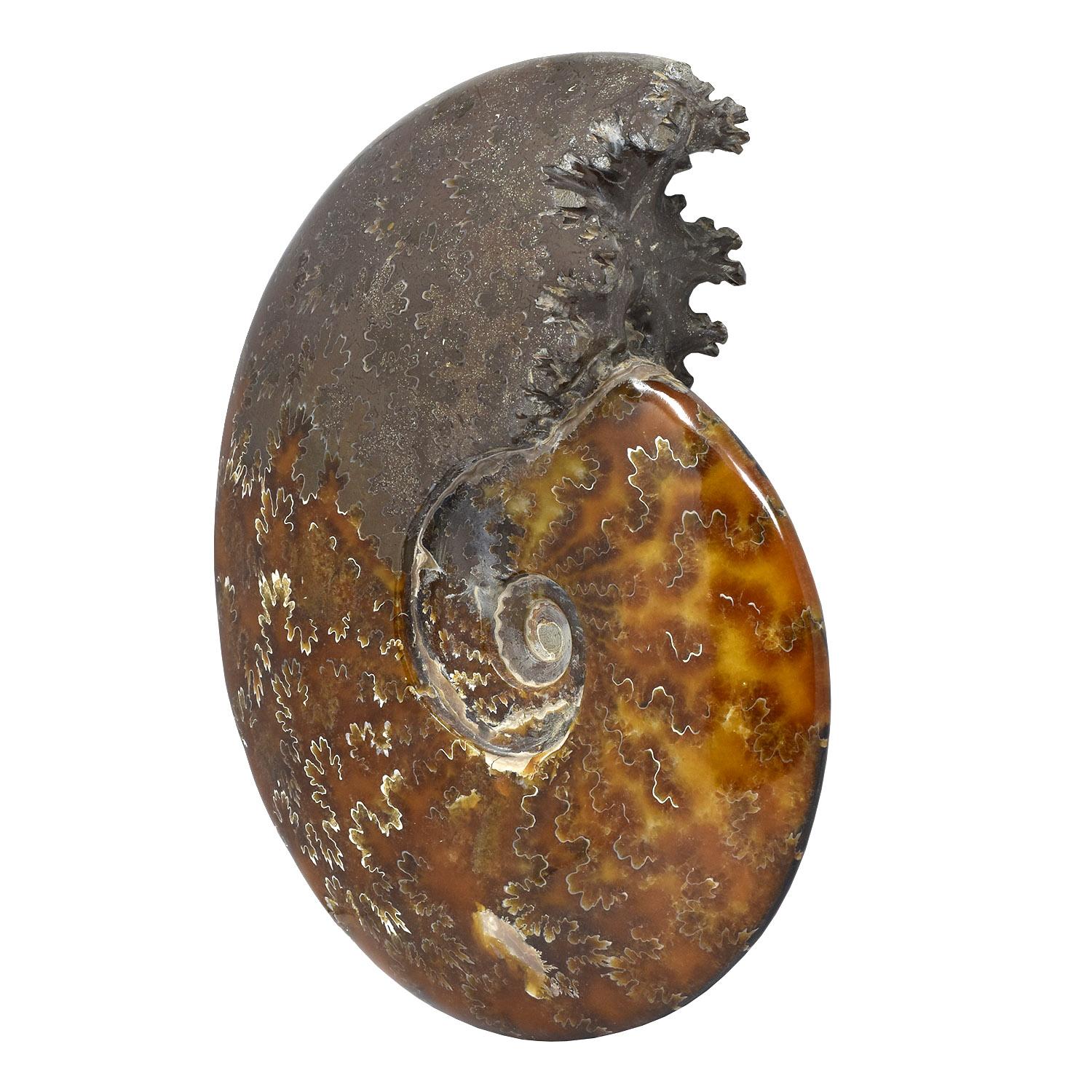 Malgascio Ammonite fossile intera, campione minerale, periodo cretaceo giurassico #B3K in vendita