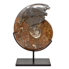 Ammonite fossile intera, campione minerale, periodo cretaceo giurassico #B3K