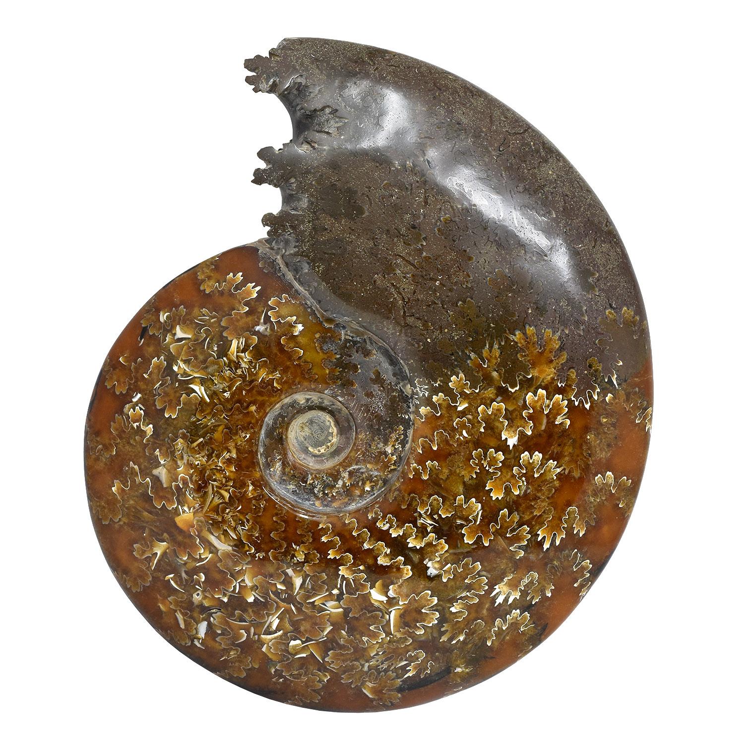 Ammonite fossile intera, campione minerale, periodo cretaceo giurassico #B3K In condizioni buone in vendita a Point Richmond, CA