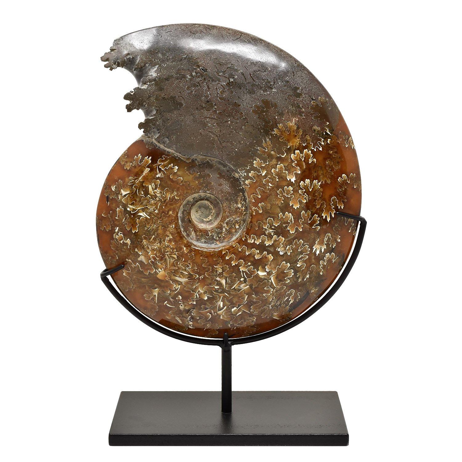 Altro Ammonite fossile intera, campione minerale, periodo cretaceo giurassico #B3K in vendita