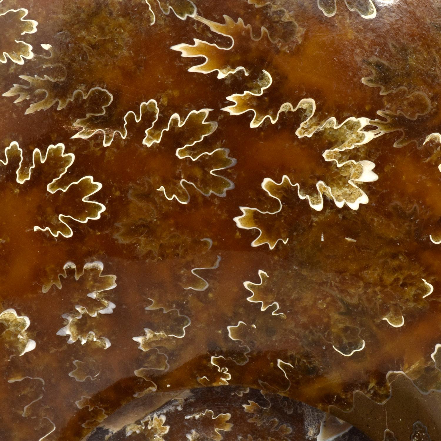 Fino al XVIII secolo Ammonite fossile intera, campione minerale, periodo cretaceo giurassico #B3K in vendita