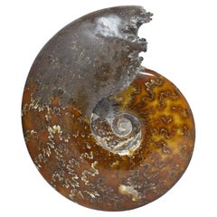 Whole Ammonite, spécimen minéral, période Jurasssique Cretaceous #B3K