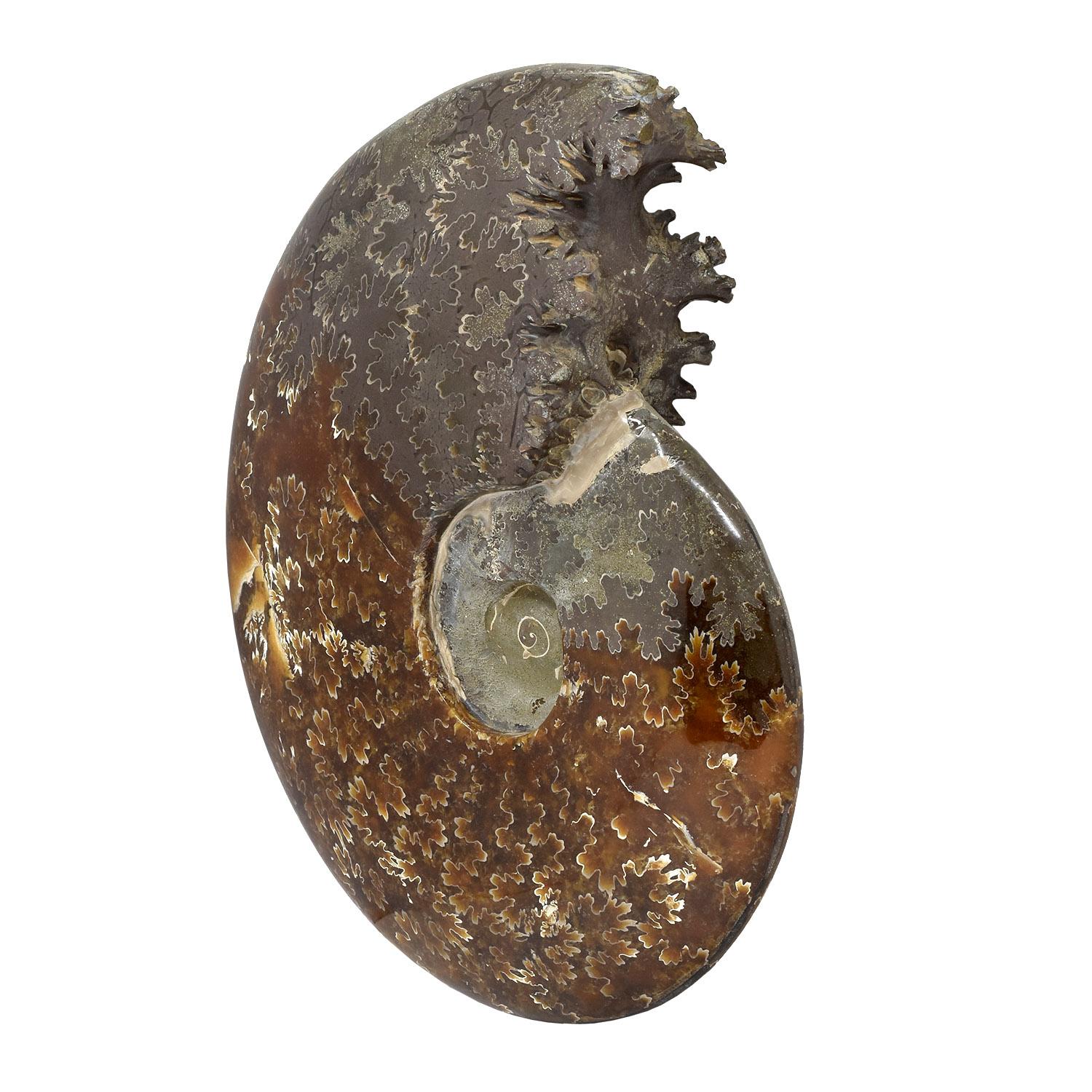 Malgascio Ammonite fossile intera, campione minerale, periodo cretaceo giurassico #D7U in vendita