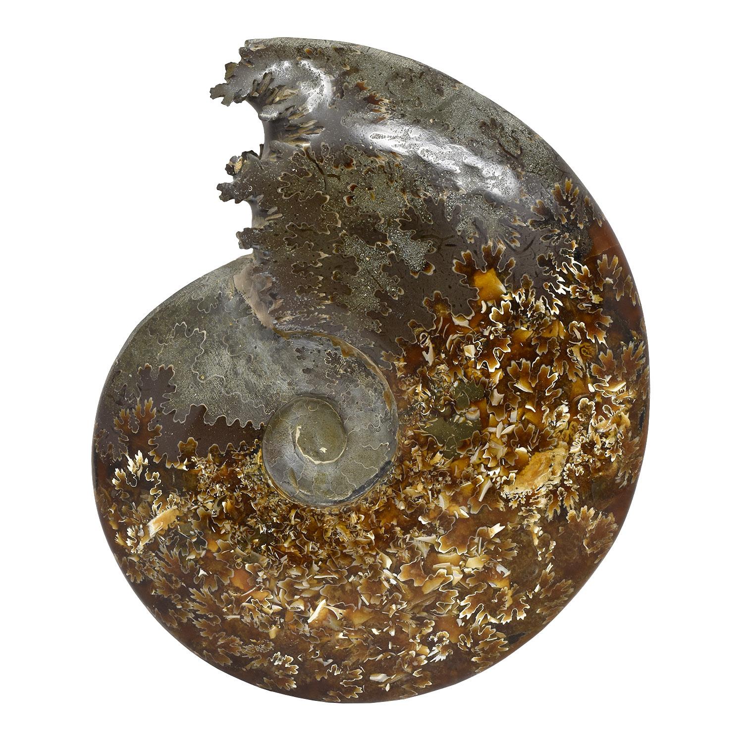 Ammonite fossile intera, campione minerale, periodo cretaceo giurassico #D7U In condizioni buone in vendita a Point Richmond, CA