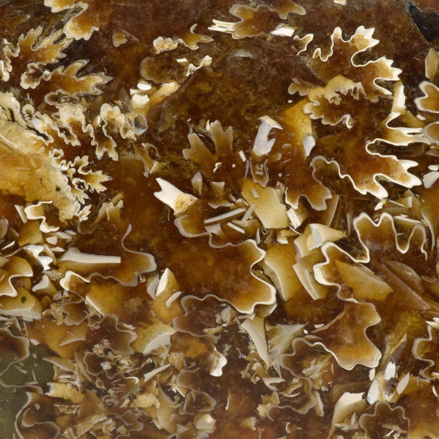 Fino al XVIII secolo Ammonite fossile intera, campione minerale, periodo cretaceo giurassico #D7U in vendita