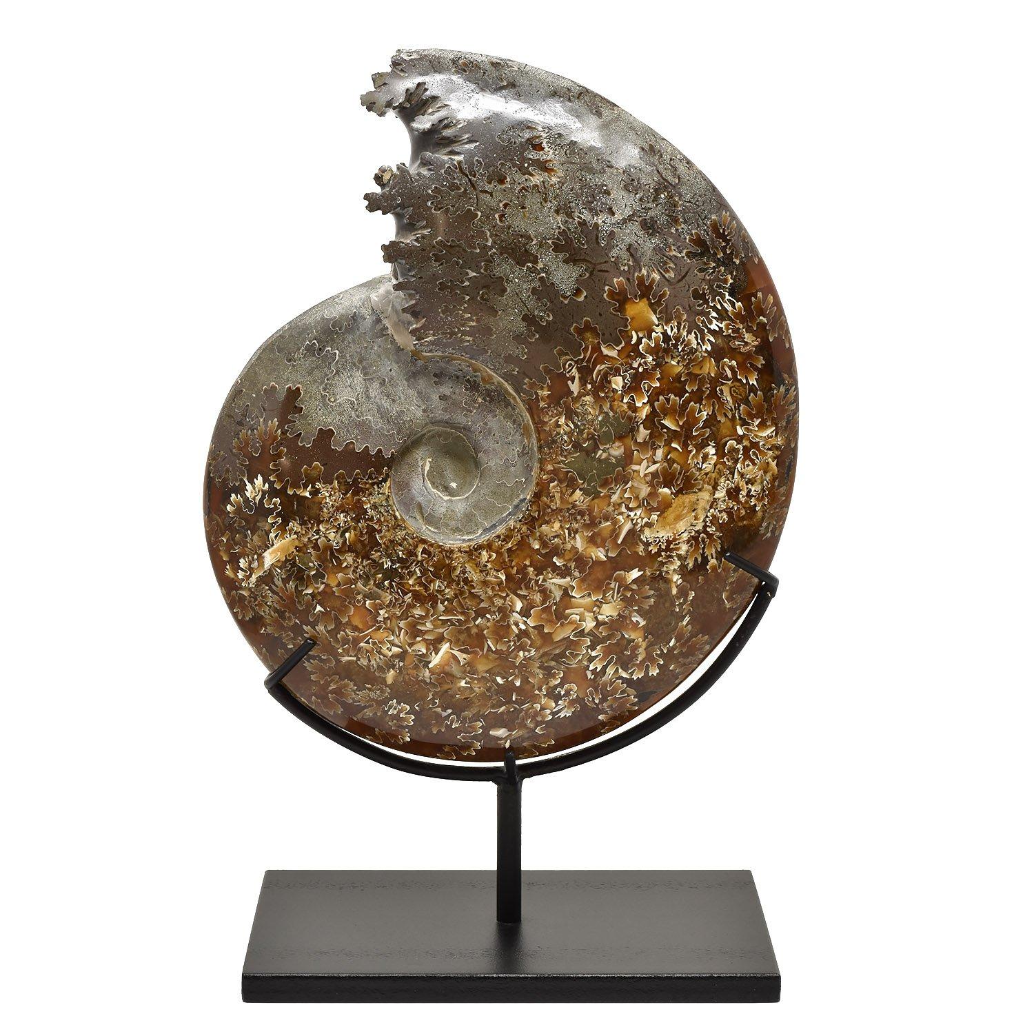 Altro Ammonite fossile intera, campione minerale, periodo cretaceo giurassico #D7U in vendita