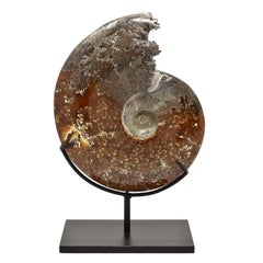Ammonite fossile intera, campione minerale, periodo cretaceo giurassico #D7U