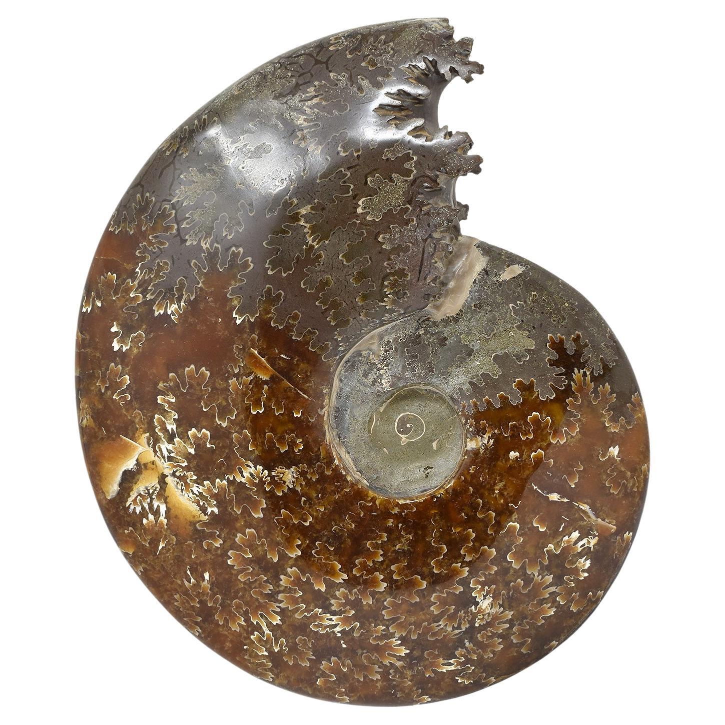 Whole Ammonit-Fossil, Mineralexemplar, Jurassic Cretaceous Periode #D7U