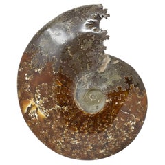 Fossil Ammonite, spécimen minéral de la période Jurasssique Cretaceous #D7U