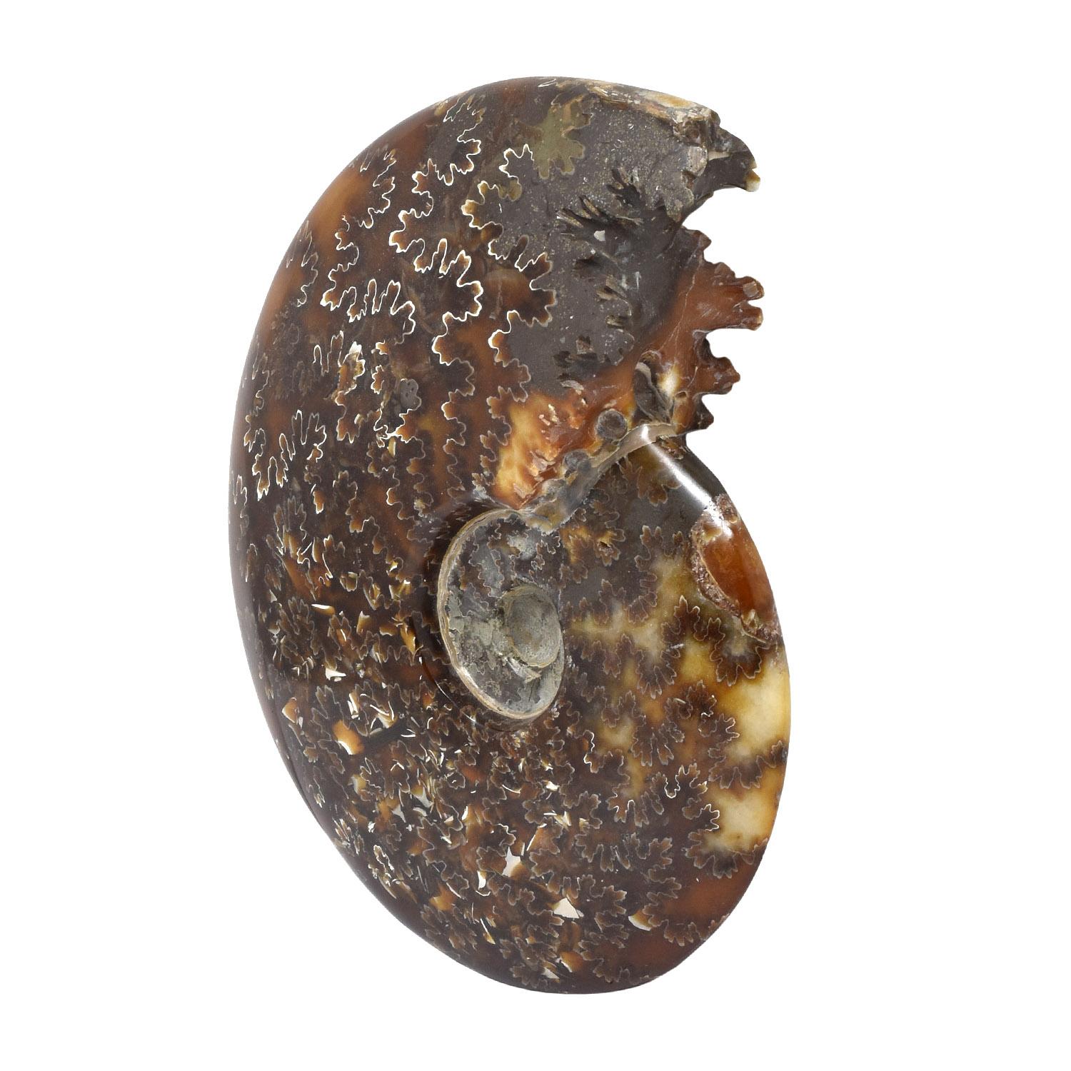 Madigascar

Periodo Giurassico - Cretaceo, 200 - 145 milioni di anni fa

Dimensioni: 6.5 x.5.25 × 1.25 in./ 16.5 × 13.5 × 3 cm

Peso: 1 lb 9 oz/ 710 gms

Un esemplare riccamente colorato con alcune camere cristallizzate aperte su un lato. Nel centro