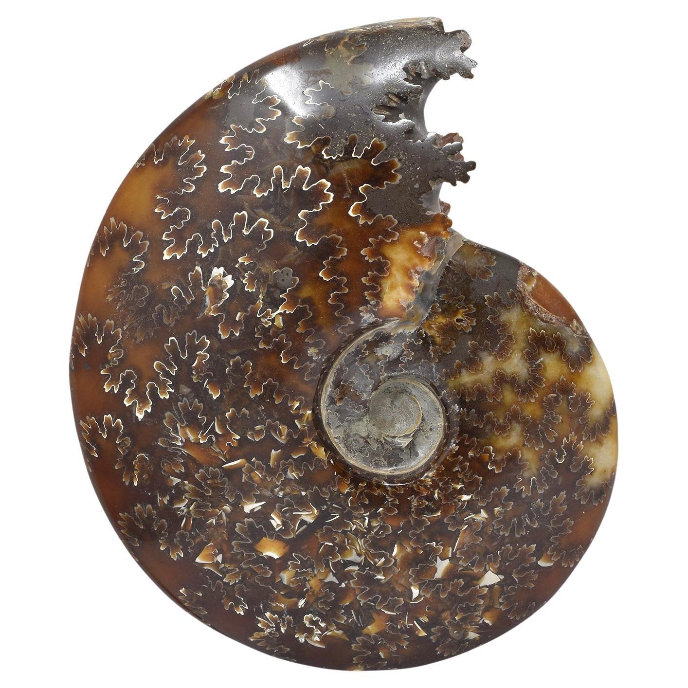 Whole Ammonit-Fossil, Mineralexemplar, Jurassic Cretaceous Periode #E4G